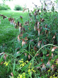 Photo Courtesy of Trish Wendt The 17-year cicadas have made their way to Missouri and Grundy County, with these being found on the Wayne Wendt farm on Route WW, west of Trenton. The cicadas have been there for about a week and, according to Mrs. Wendt, have been making their home primarily in small fruit trees located on their farm. The biggest concern about the cicadas is the females leaving eggs on the branches of the trees, causing extensive damage. A story about the cicada invasion in Missouri appears on page 4 of today’s Republican-Times.