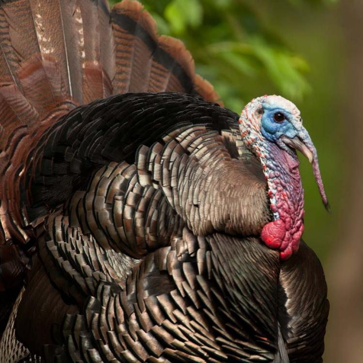 Grundy Harvests 400 Birds During 2020 Spring Turkey Season